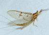 Ephemera glaucops